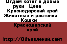 Отдам котят в добые руки › Цена ­ 1 - Краснодарский край Животные и растения » Кошки   . Краснодарский край